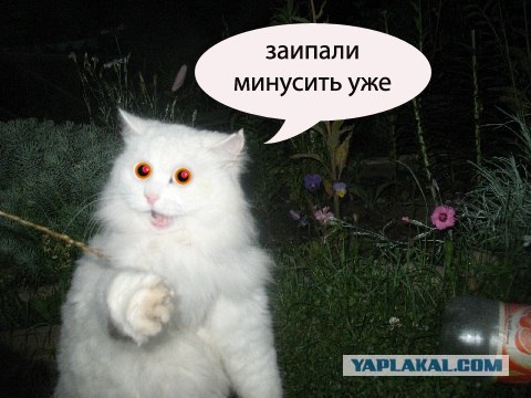 Отжабте моего кота