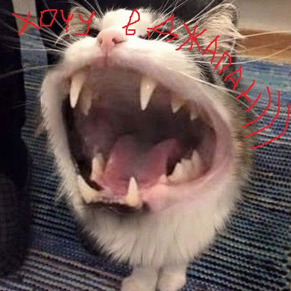 Гора бродячих японских котанов