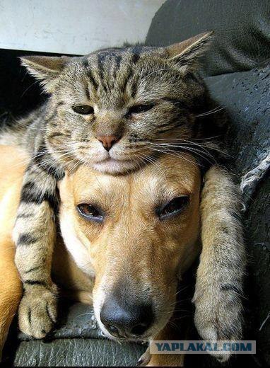 Эпичный кот