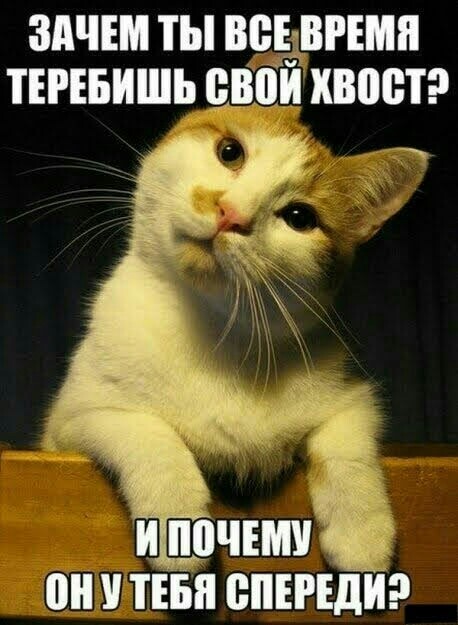 Картинки с котами и про котов