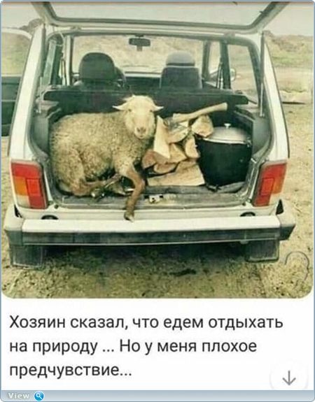 Во Львове четверо чернокожих мужчин привели в парк и зажарили на костре козу