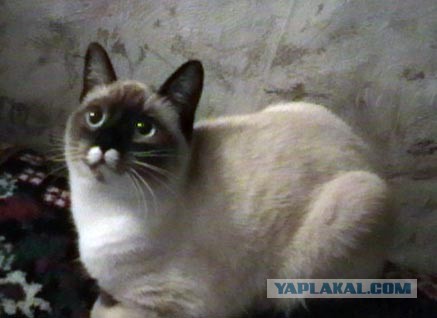 Котовторник