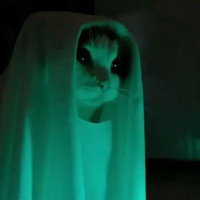 Троллинг котейки