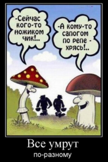 Британские ученые выяснили, что грибы способны общаться, и в их словарном запасе есть около 50 слов