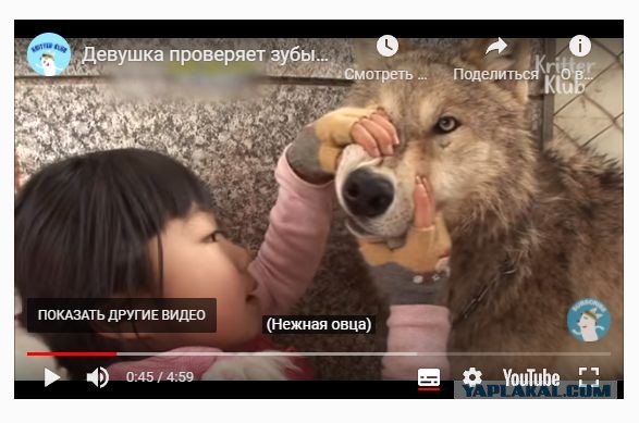 Бедный волк...