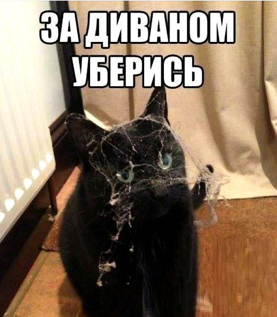 Кот рассыпался