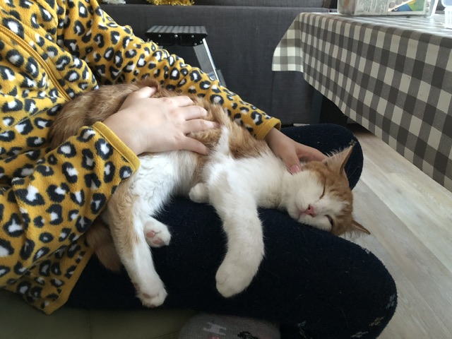 Хоть и не котовторник...