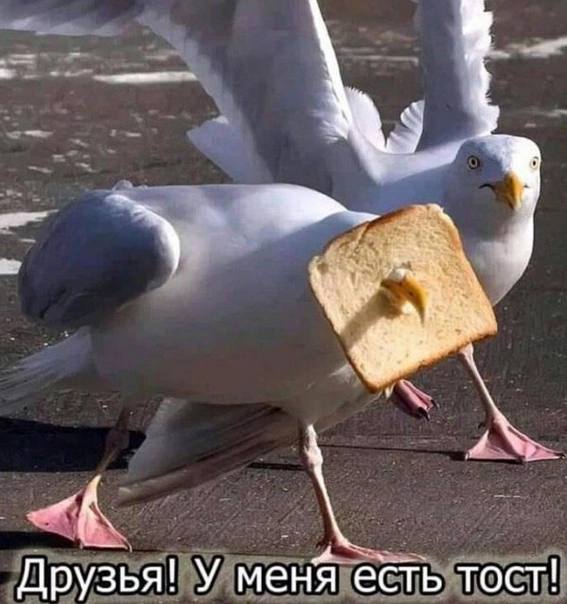 Картинки для деградации 38 (разной степени свежести)