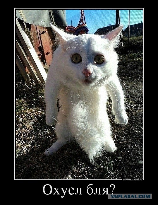 Подарок другу на ДР. Переносилка для котов