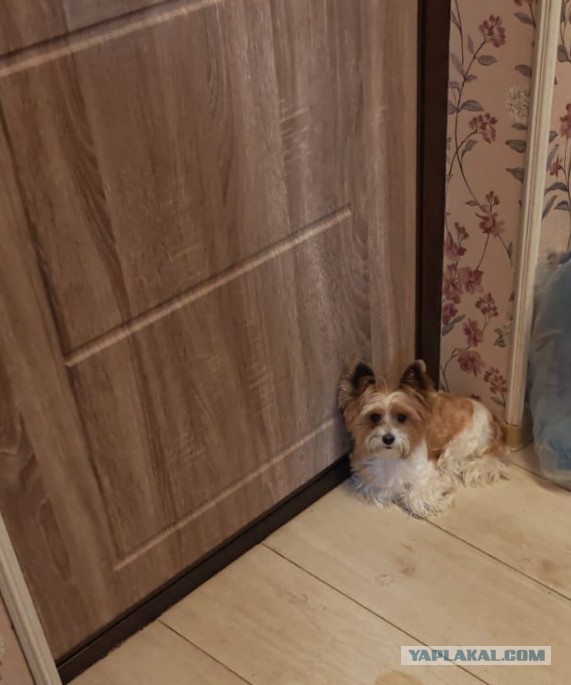 Котэ в возрасте