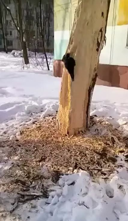 Кто-то покусал дерево
