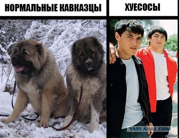 В Дагестане подрались 700 человек