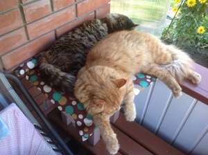Котовторник   15.04.2014
