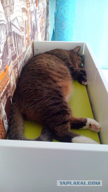 Котовторник 05.08.2014
