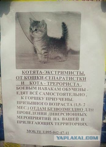 Продам кота и точка)