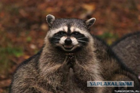 Нацгвардия и СБУ получили приказ разоружить