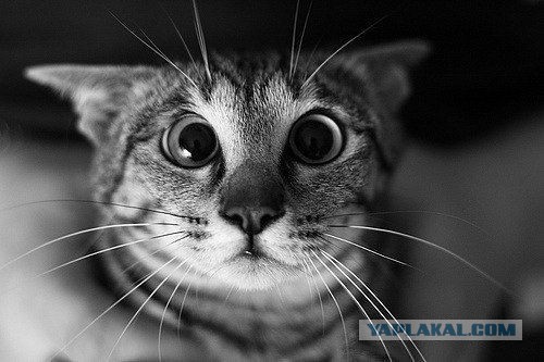 Умирая, коты уходят...