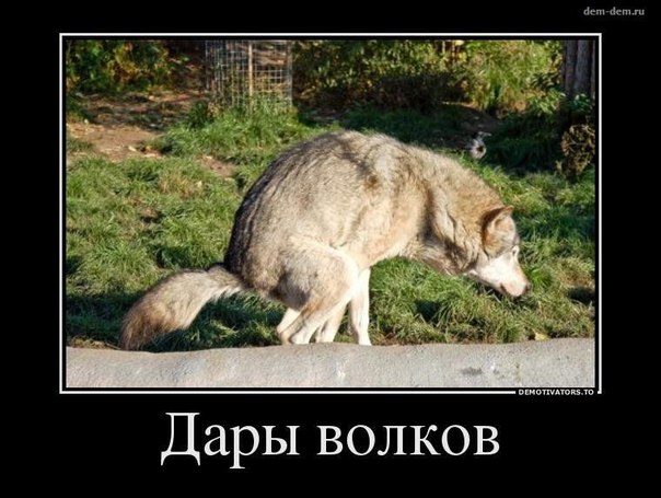 Забавные картинки из Сети