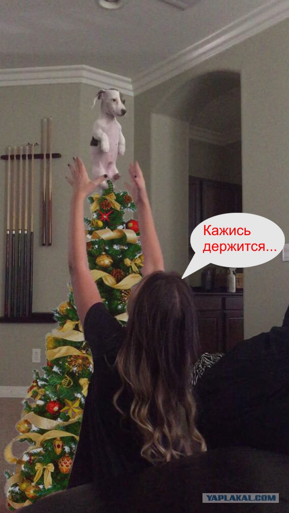 Фотожаберам