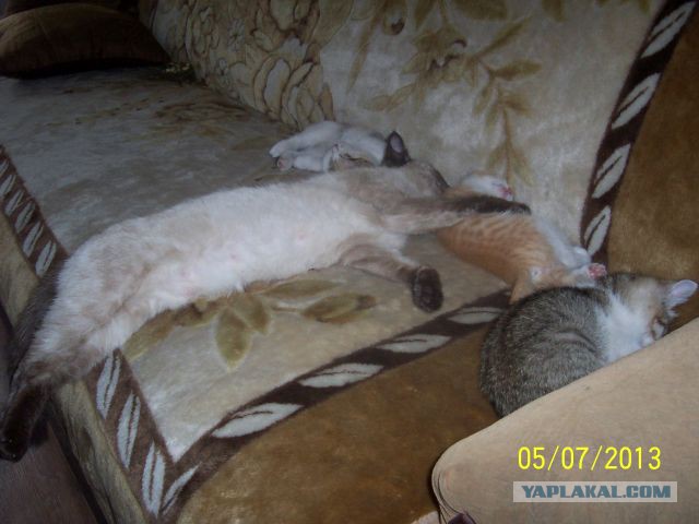 Котовторник