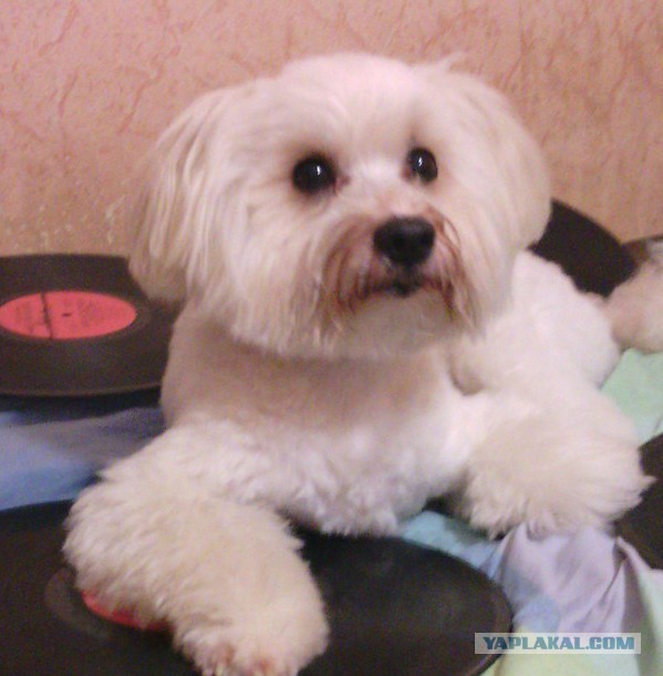 Собакочетверг же, ау!