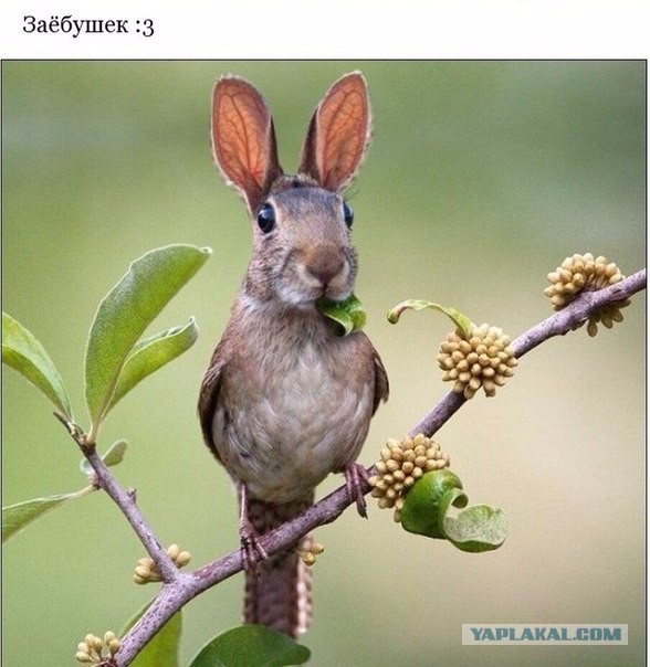 Какое же?