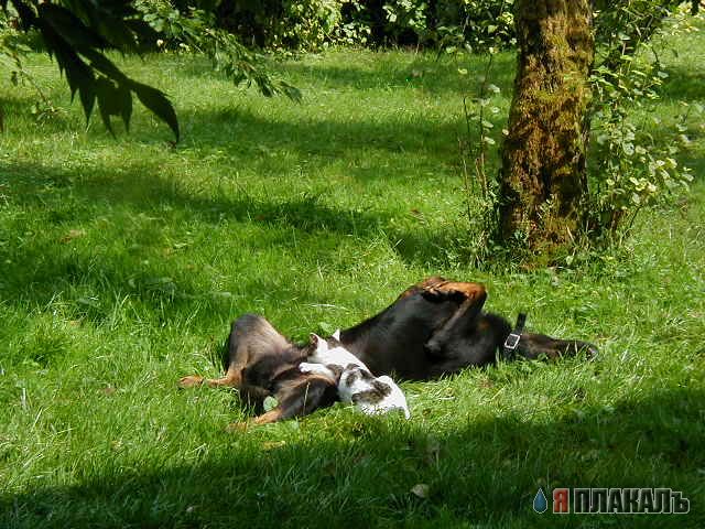Коты, кошки, котята