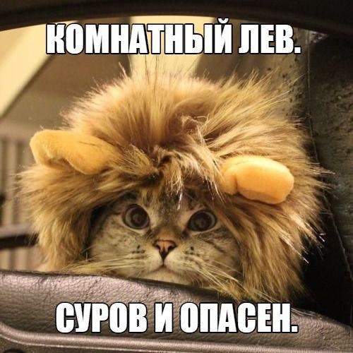 Мохнатые беспредельщики