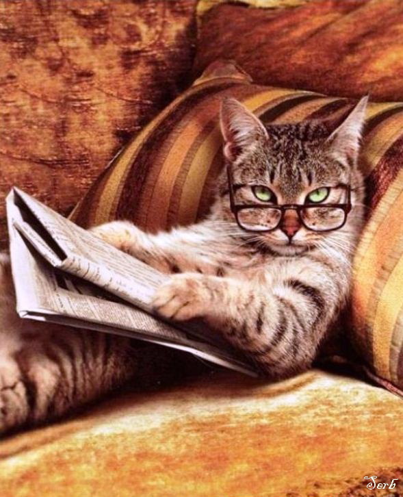 Ученые доказали - Котэ умне! Котэ всё понимат!