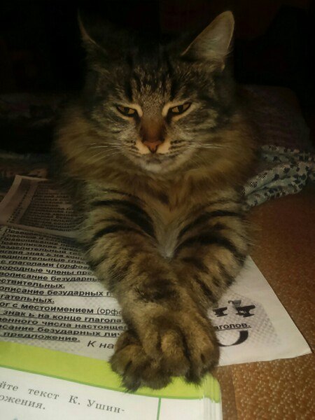 Коты из сети