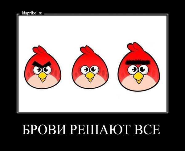 Знакомьтесь, бровастая кошка по кличке Лилли