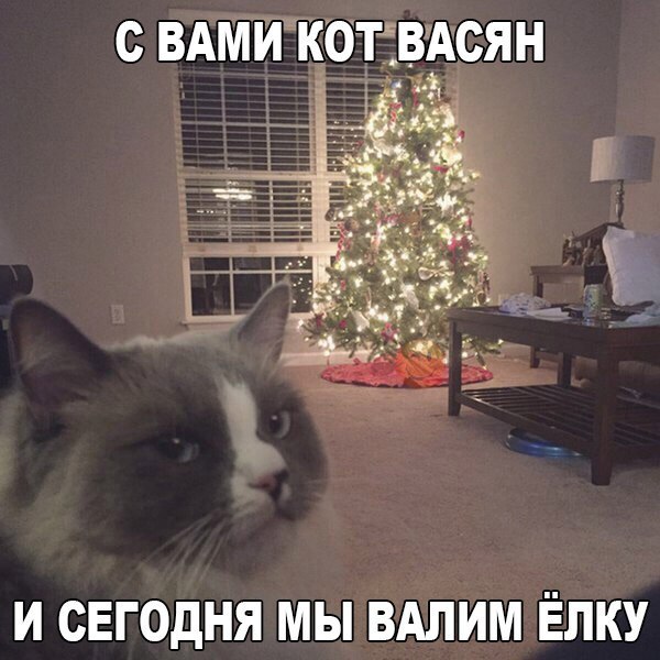 Миссия выполнена! Коты и елки!