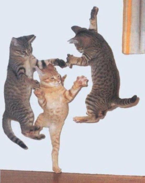 Коты и Кошки