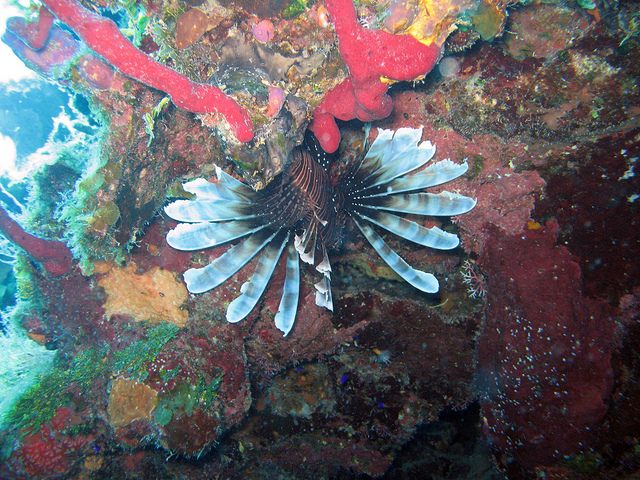 Голубая дыра (Great Blue Hole)