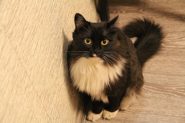 Коты и Кошки