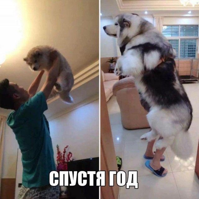 Подборка забавных животных