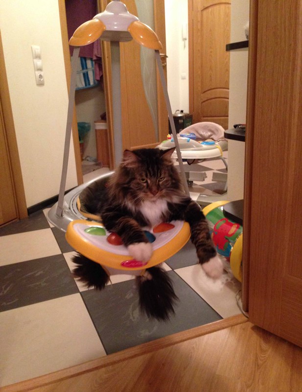 Коты и Кошки