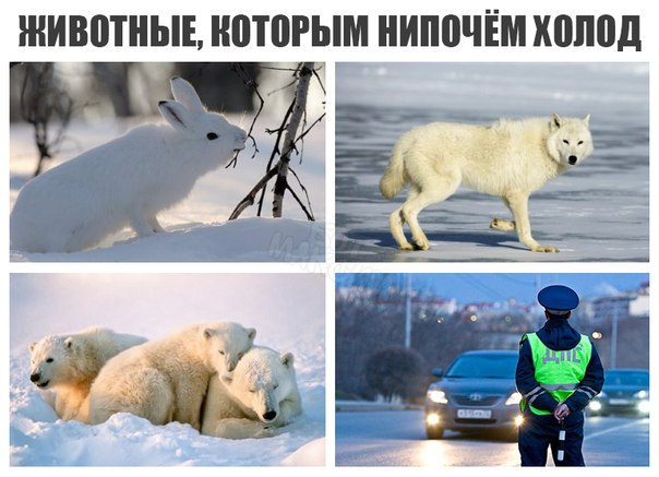 Журнал деградант