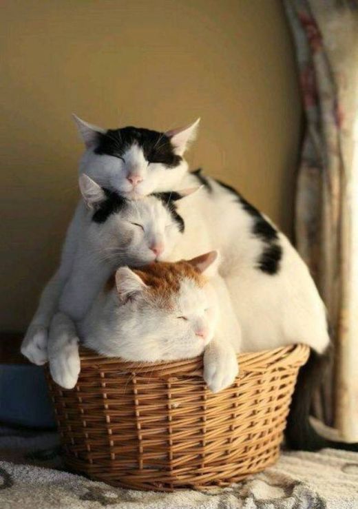 Коты и Кошки