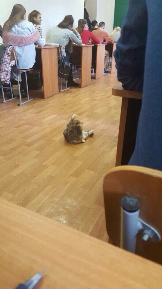 Фотобомбы котов