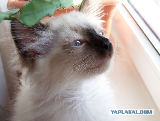 Котовторник на ЯПлакалъ (10.06.08), прикольные коты, добавляем свои!