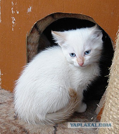 Ура, котовторник! (01.07.2008)