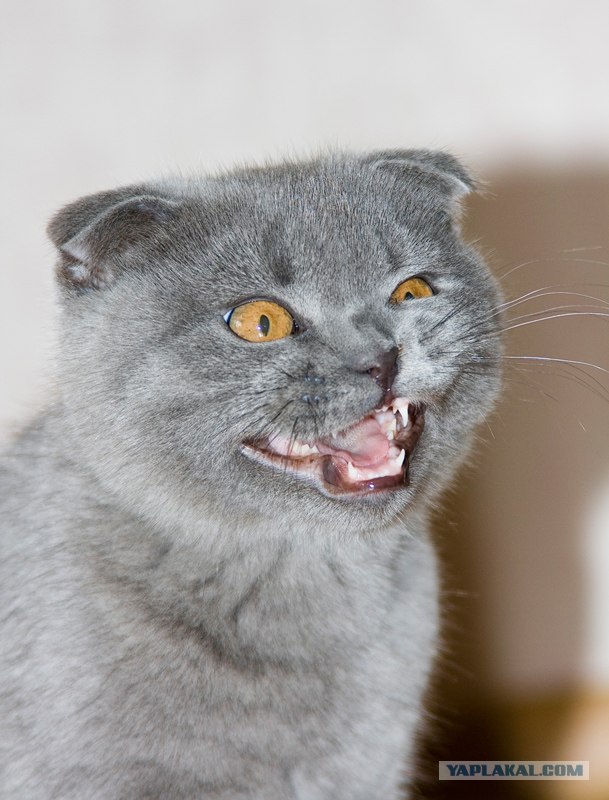 Коты на вторник на ЯПлакалъ (07.10.2008)