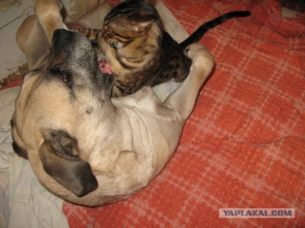 Кот Кузя