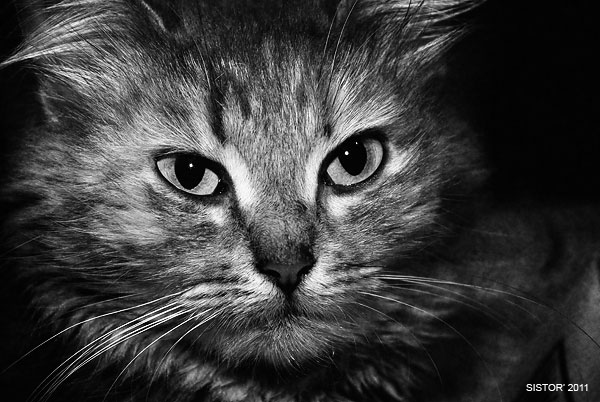 Котовторник, для любителей кошек