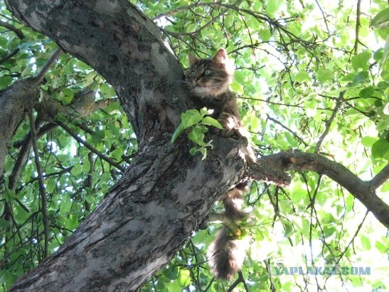 Котовторник объявляется открытым!