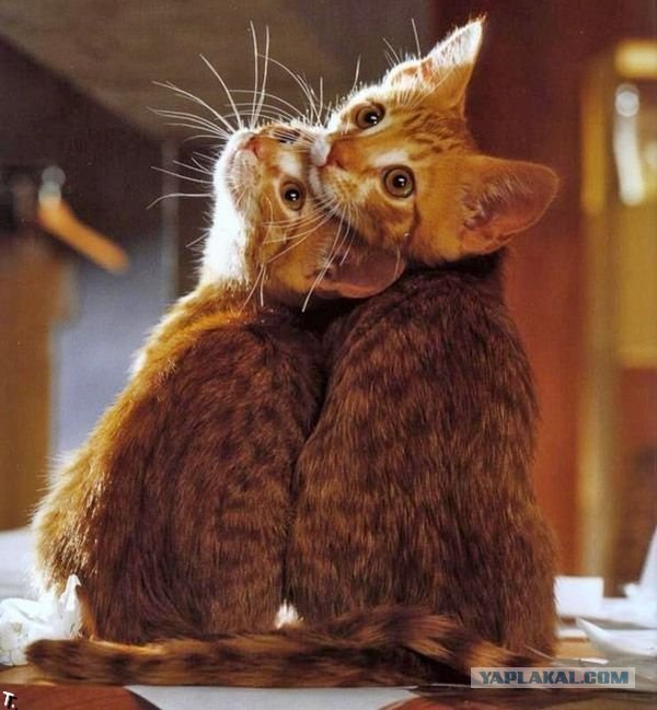 Профессиональный котовторник
