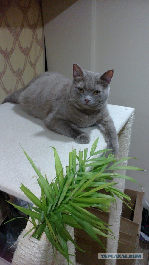 Котовторник на 26.06.12
