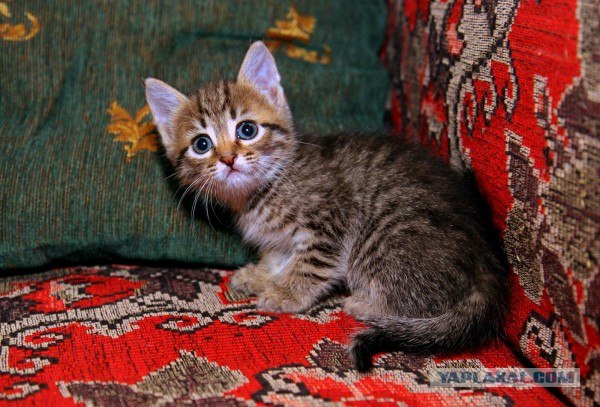 Котовторник 24.07.2012