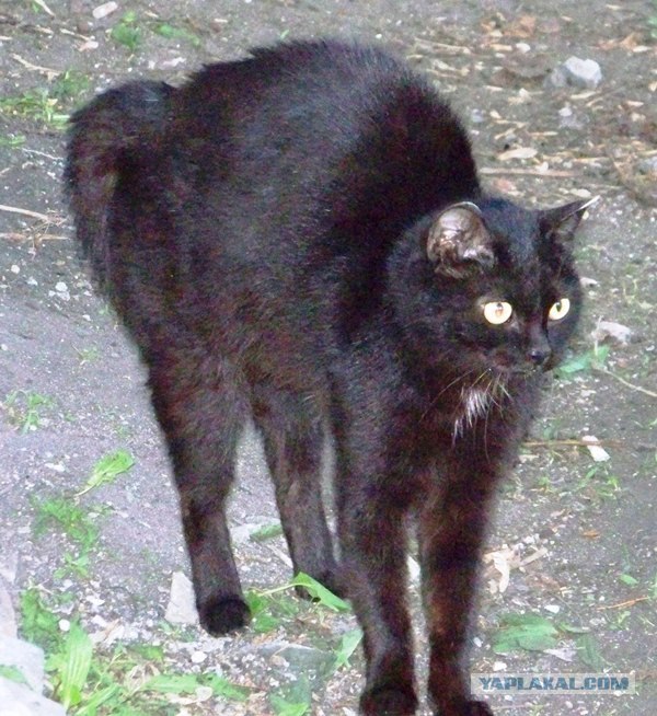 Котовторник 11.09.2012